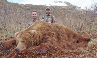 成年雄性东北虎的咬合力是多少 野生东北虎有多恐怖