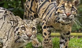 人类灭绝过多少动物 人类灭绝过多少动物