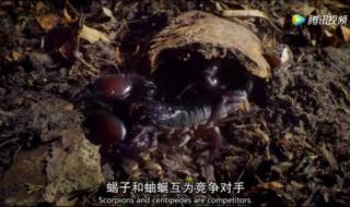 蝎子和蜈蚣谁的毒更毒 蜈蚣跟蝎子哪个更毒