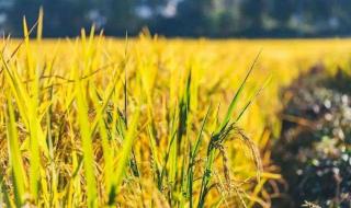 中国人口普查2021总人数省份 我国人口突破14亿