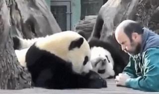 饲养员遭大熊猫撕咬 饲养员遭大熊猫撕咬