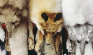 中国好声音狐狸 中国好声音狐狸